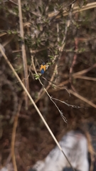 Melanopleurus bicolor