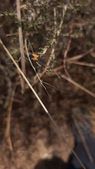 Melanopleurus bicolor