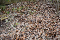 Aesculus pavia pavia