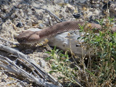 Crotalus stephensi
