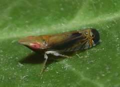 Scaphytopius majestus