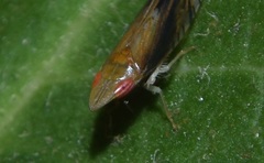 Scaphytopius majestus