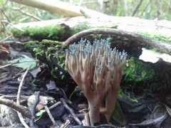 Phaeoclavulina cyanocephala