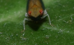 Scaphytopius majestus