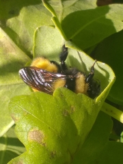Bombus robustus