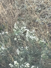 Phylloscopus collybita