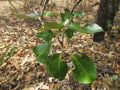 Syzygium suborbiculare