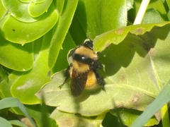 Bombus robustus