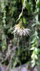 Metrosideros colensoi