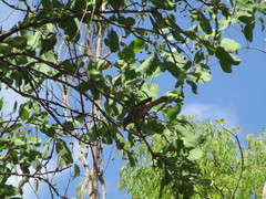 Chlamydera nuchalis