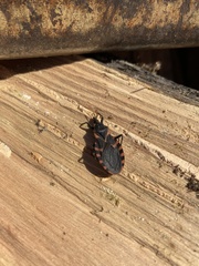 Triatoma sanguisuga