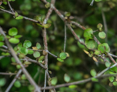 Coprosma rhamnoides