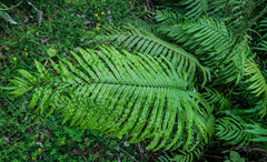 Blechnum novae-zelandiae