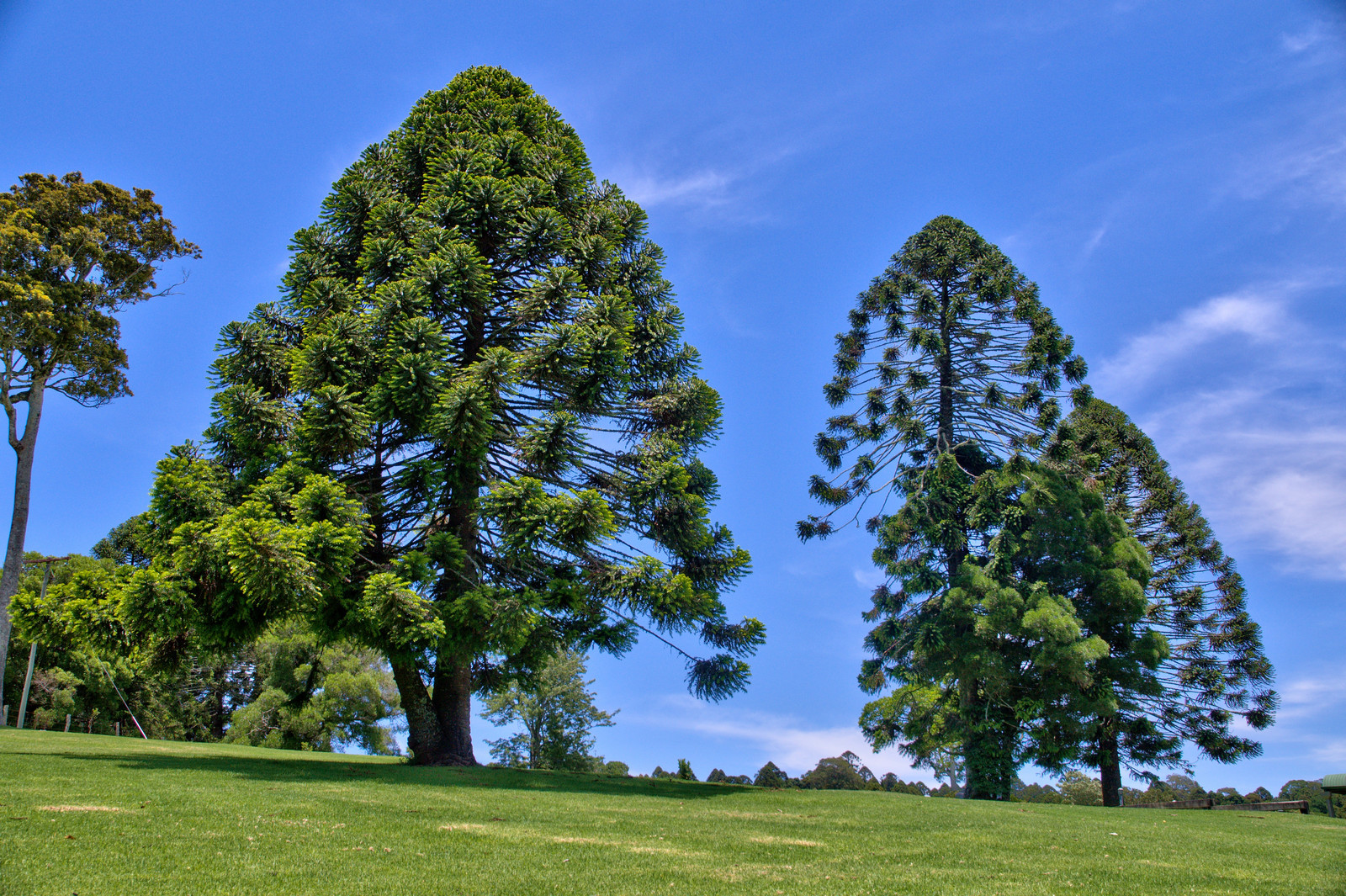 The Bunya-Bunya Pine (Araucaria bidwillii)