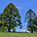 Bunya Pine - Photo (c) Tatters ✾, some rights reserved (CC BY-SA)