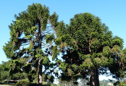 Bunya Pine