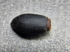 Tenebrionidae