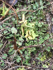 Sceptridium lunarioides