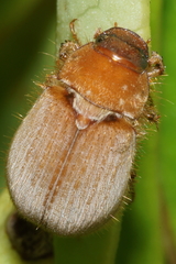 Odontria subnitida