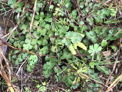 Sceptridium lunarioides