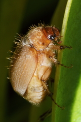 Odontria subnitida