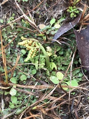 Sceptridium lunarioides