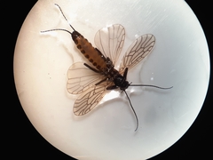 Allocapnia granulata