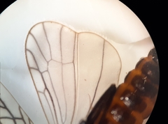 Allocapnia granulata