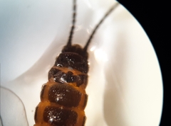 Allocapnia granulata