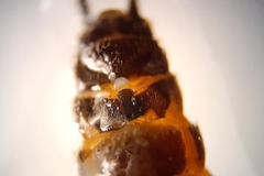 Allocapnia granulata