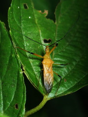 Ploeogaster