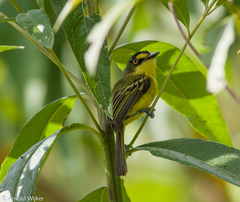 Todirostrum poliocephalum