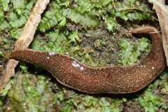 Australopacifica spectabilis