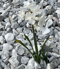 Narcisseae