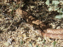 Masticophis flagellum piceus