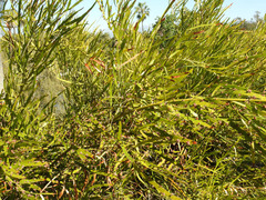Muehlenbeckia platyclada