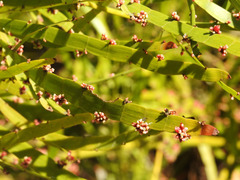 Muehlenbeckia platyclada
