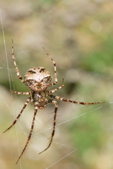 Australomimetus sennio