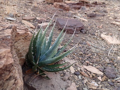 Agave utahensis kaibabensis