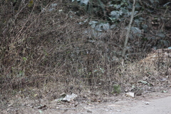 Fulvetta ruficapilla