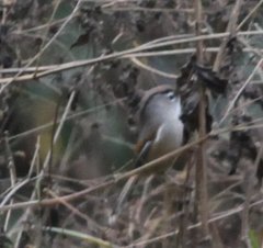 Fulvetta ruficapilla
