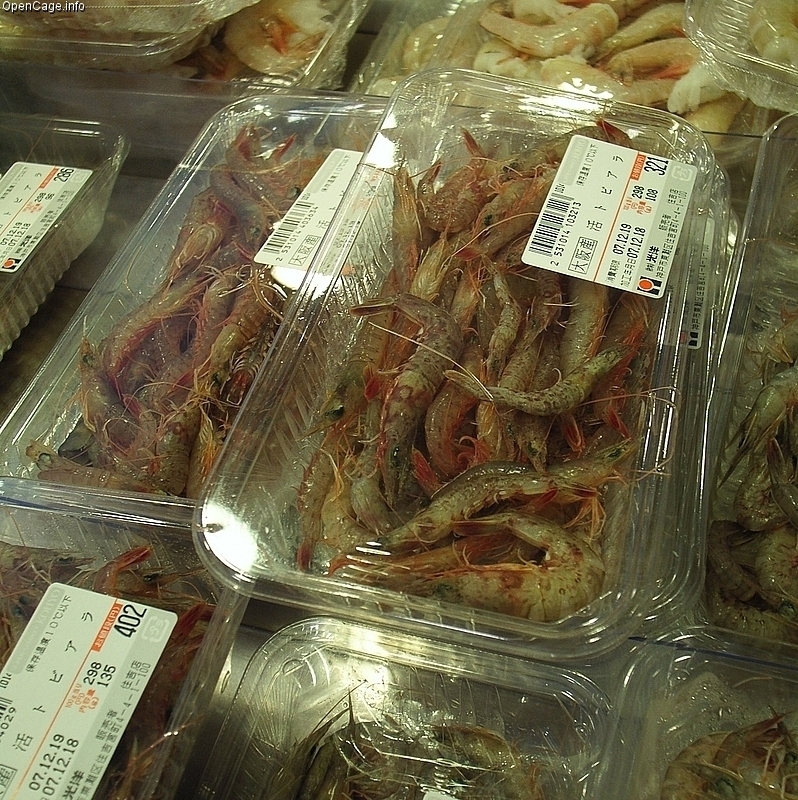 Southern rough shrimp (Haiwan peternakan dan perikanan part 2 ...