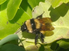 Bombus robustus