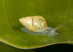 Drymaeus sulphureus
