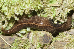 Australopacifica jacksoniana