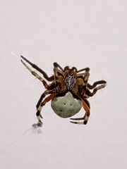 Araneus horizonte