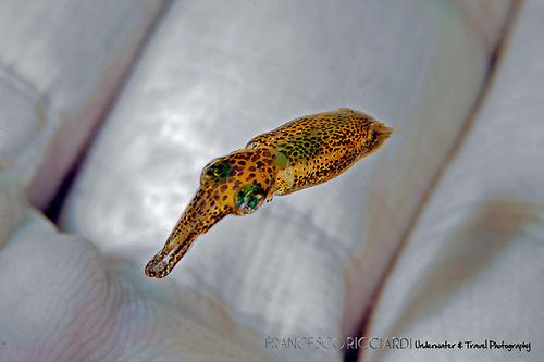 Two-toned Pygmy Idiosepiid — seen at this dive site