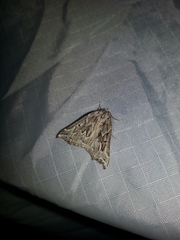 Plataea californiaria