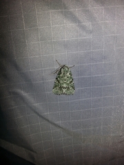 Bryolymnia viridata