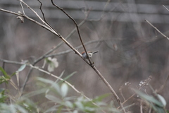 Sinosuthora alphonsiana